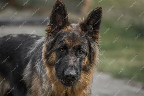 Premium Photo | A german shepherd dog with a black face and brown fur