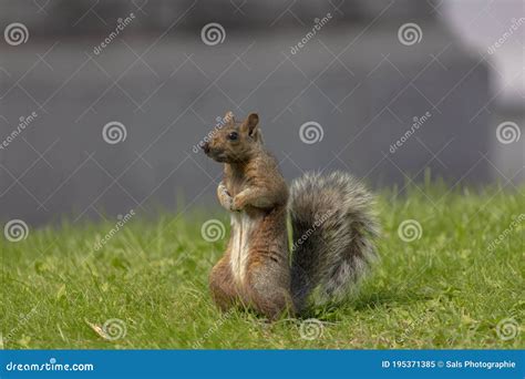 Squirrels in the Parks of Montreal Stock Image - Image of animals ...