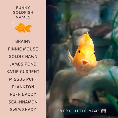 230+ Best Goldfish Names (Adorable, Funny, and Cool) - Every Little Name