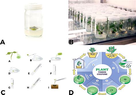 Tissue Culture Examples – Plant Tissue Culture Diagram – BEDN