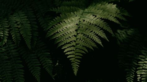 Download wallpaper 2048x1152 fern, plant, leaves, green, macro, dark ...