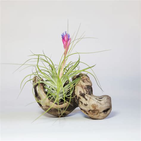 Caring for your Air Plants or Tillandsia Plants | How to Care Air ...