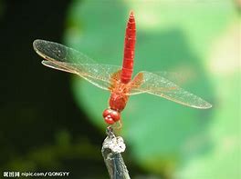 Image result for 只蜻蜓