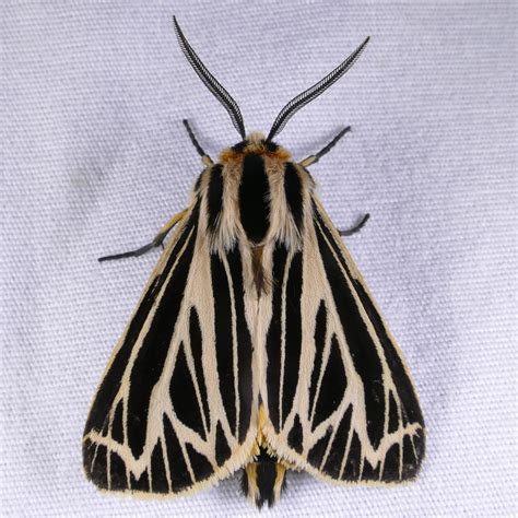 Apantesis virguncula – Little Virgin Tiger Moth | Prairie Haven