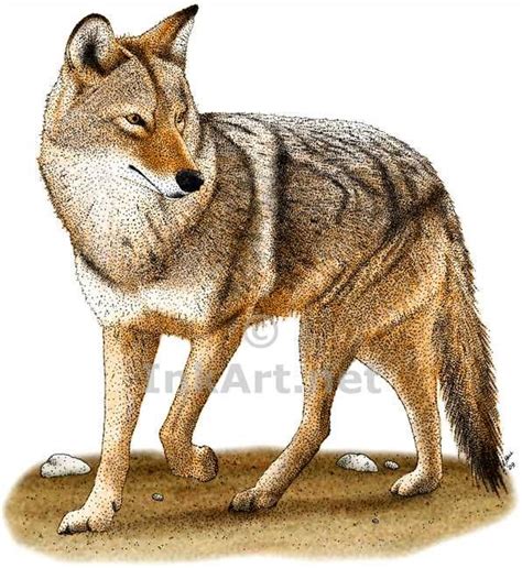 Coyote (Canis latrans) Line Art and Full Color Illustrations | Coyote ...