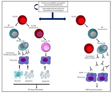 ANTI THYROGLOBULIN ANTIBODY; ANTI TG – Krown Laboratory and Referral Center
