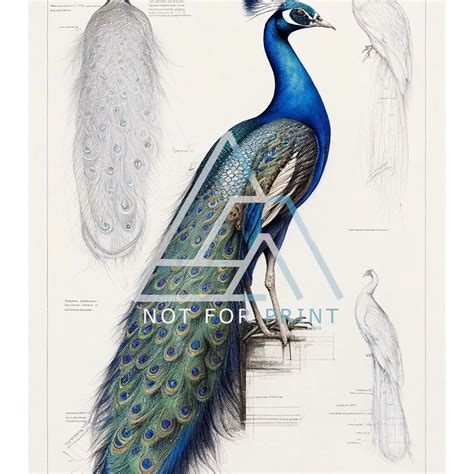 Algorithm Simple Blueprint Picture 的图像结果