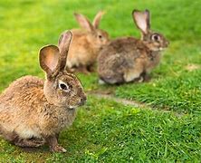 Image result for Cute Animated Bunny
