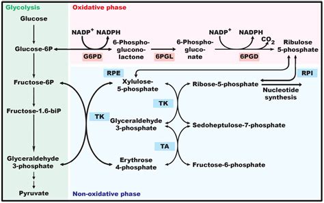 The Emerging Roles of the Metabolic Regulator G6PD in Human Cancers