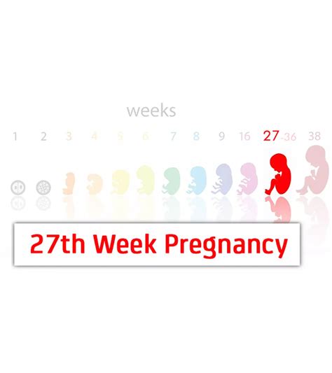 Fetal Development Week By Week: Stages Of Pregnancy