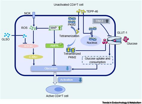 The relationship between CD4+ T cell glycolysis and their functions: Trends in Endocrinology ...