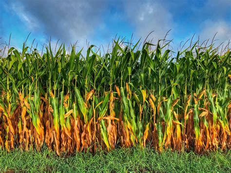 Vibrant Corn Field - Etsy