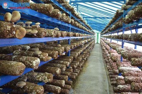 巴马：菌棚种出致富菇|南国早报网-广西主流都市新闻门户