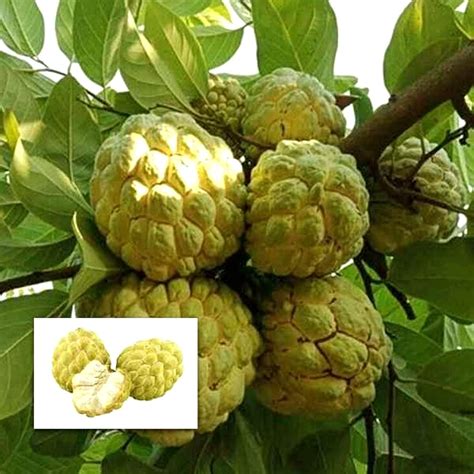 M-Tech Gardens Rare Annona squamosa Golden Sitafal Fruit 1 Healthy Live ...