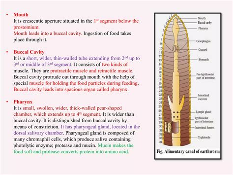 Earthworm Anatomy And Functions Annalida (Earthworm) Zoology