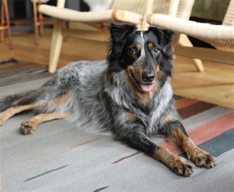 Border Collie Australian Cattle Dog Lab Mix Texas Heeler Breed