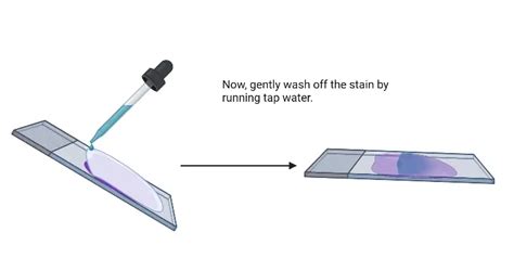 Preparation Gram Stain 的图像结果