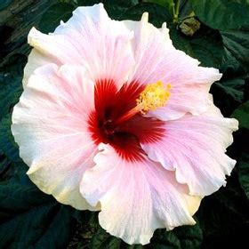 Buy Hibiscus Dwarf - High Voltage, Jaswand online at best price
