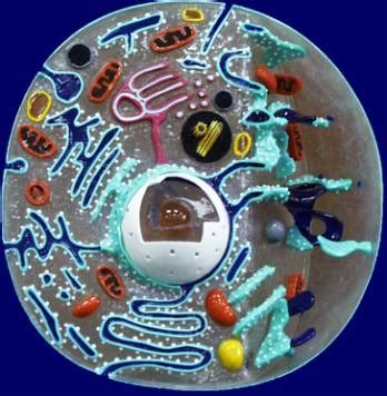 Basic Cell Structure Annotation 的图像结果