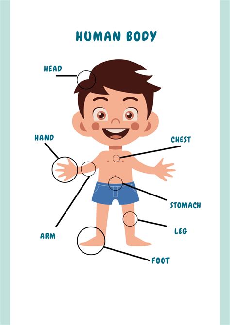 Partes del cuerpo humano en inglés para niños - UP Master