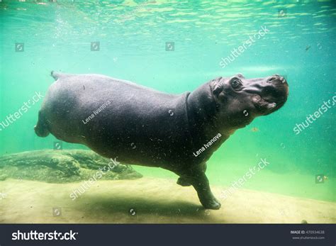 How Fast Do Hippos Swim