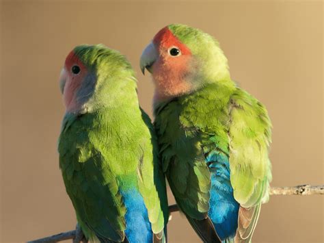 Rosy-faced Lovebird | World Parrot Trust