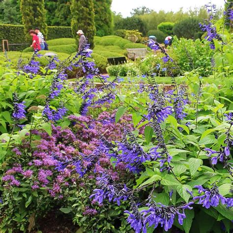 Salvia Guaranitica Black and Blue Care | Plantly