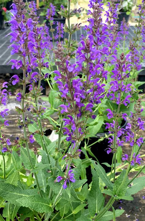May Night Salvia - Trees Today Nursery