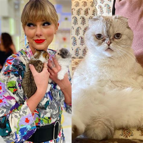 Taylor Swift Cat Olivia Benson