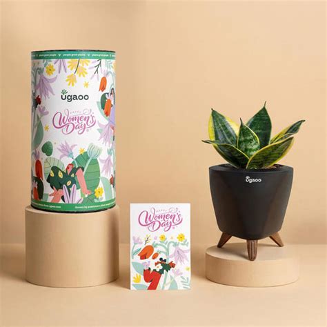 Eco-Friendly Women’s Day Gift | Snake Plant in Recycled Pot | Ugaoo