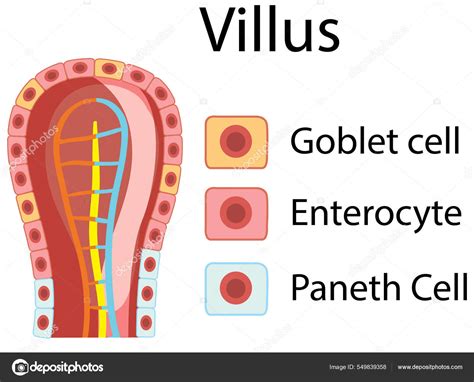 What Are The Parts Of A Villus at Melissa Wolf blog