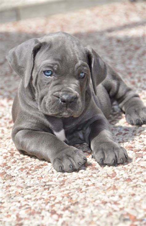 My little girl Jessica : r/CaneCorso