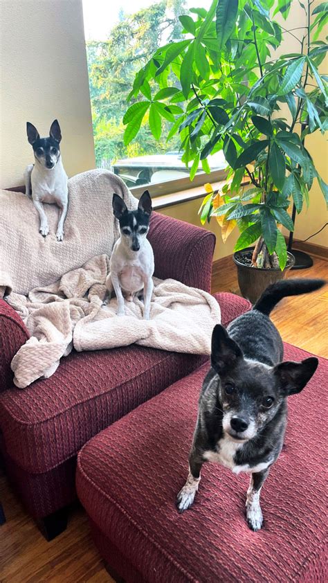 TW Pornstars - Anna De Ville. Twitter. The pack. 11:22 PM - 12 Aug 2021