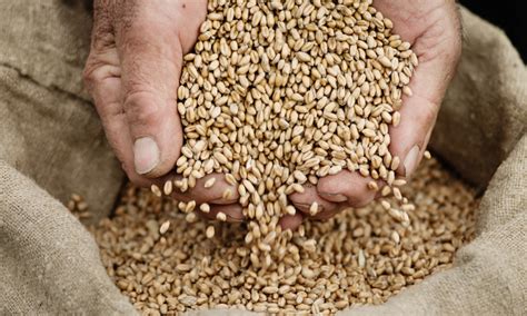 Preserving Traditions: Indigenous Seeds for Sustainable Farming
