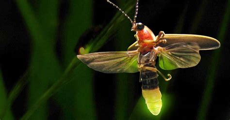 Fascinating Facts About Fireflies That You Probably Didn