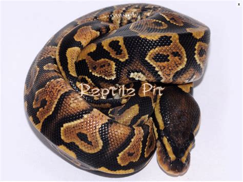 Image result for Goblin Ball Python