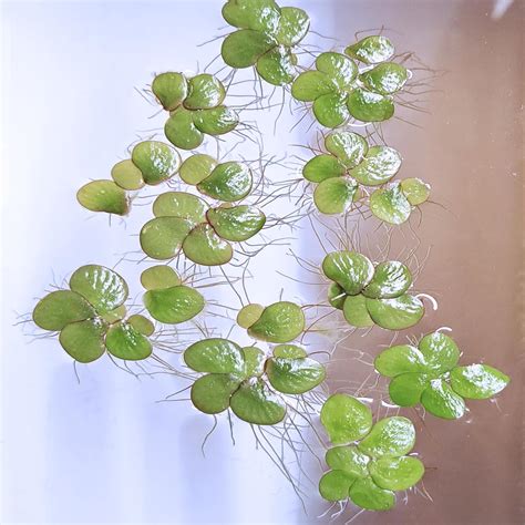 Floating Plant Combo Pack #1 - Giant Duckweed, Asian India | Ubuy