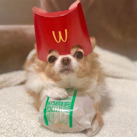 Pin by ChadandHolly Bernard on Happy Feels | Very cute dogs, Cute funny ...