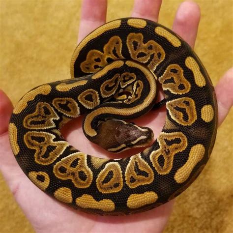 Scaleless Ball Python 的图像结果