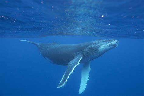 Does anyone know what type of whale this is? In the Costa del Sol ...