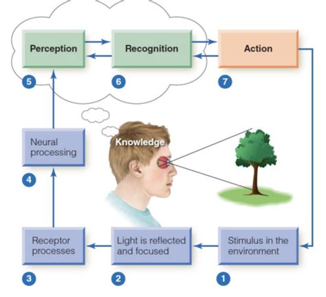 Image result for Understanding Perception