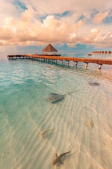Fantastic sunset beach shore shallows with sting rays and sharks in ...