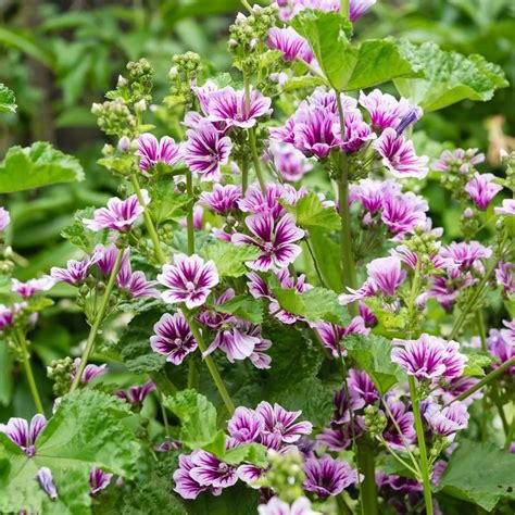 Zebra Mallow (Malva sylvestris) Flower Seeds for Planting – Heirloom ...
