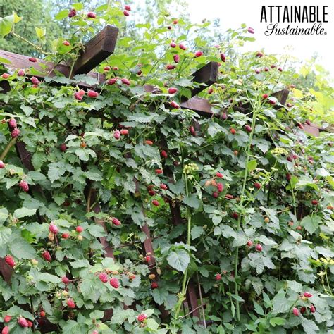 Growing Raspberries for a Delicious Harvest - Attainable Sustainable® - can you grow raspberries in a pot
