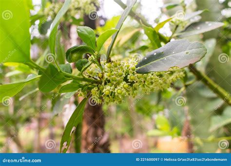 Flower of the Yerba Mate Ilex Paraguariensis Plant in Puerto Iguazu ...