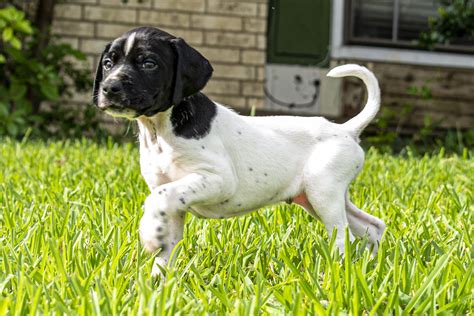 Black And White German Shorthaired Pointer Puppies | ppgbbe.intranet ...