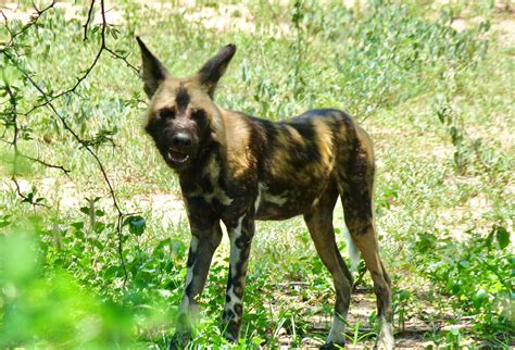 Definitive Guide To African Painted Dog Facts, Habitat, Conservation ...