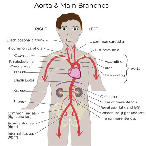 Branches Of Aorta Anatomy Female Internal Iliac Artery Branches