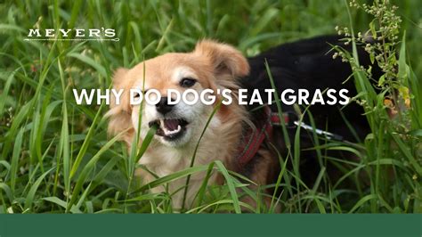 Eating Grass