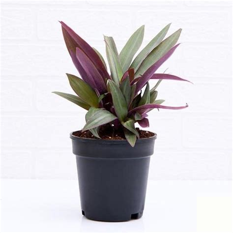 Rhoeo Live Plant Tradescantia Spathacea Indoor Plant Grown for Natural ...